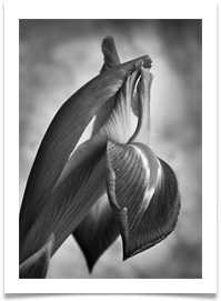 IRIS mono VERY HIGHLY COMMENDED - Des Hawley IRIS mono VERY HIGHLY COMMENDED - Des Hawley